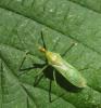 Zelus renardii